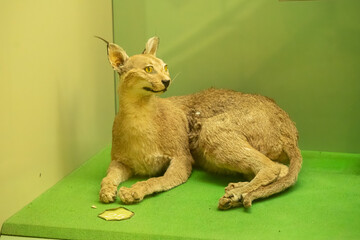 Taxidermy Caracal Cat Displayed in Museum Setting © Percy Lou