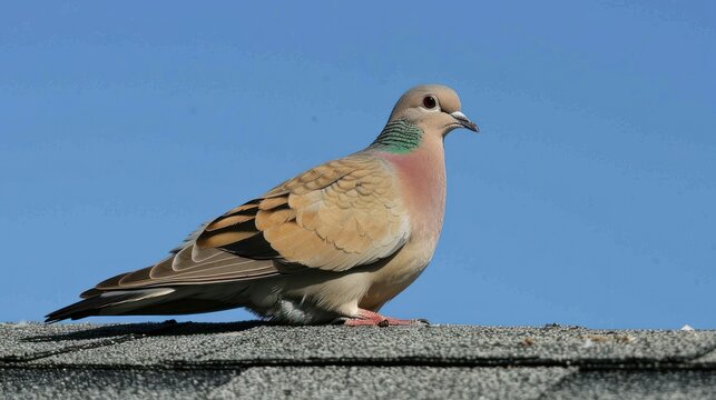A solitary bird, likely a dove, perched on a concrete surface.