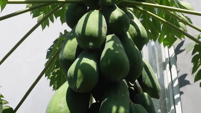 Papaya Tree with Fresh Fruits