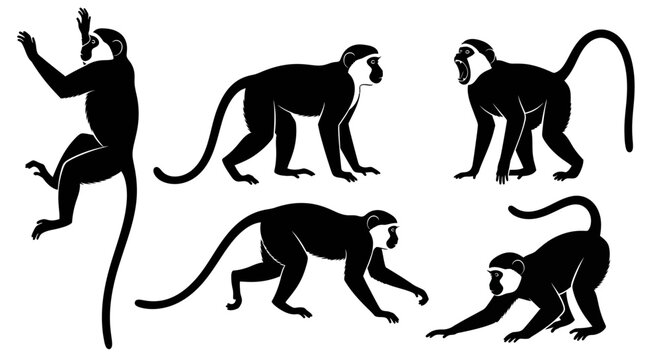 Set of Monkey Silhouettes in Various Poses