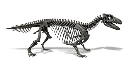 Fototapeta premium Detailed skeletal reconstruction of a large bipedal dinosaur, showcasing its bone structure and posture on a white background.