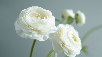 Naklejka premium A delicate white flower arrangement, possibly a ranunculus, is showcased against a soft grey background. The flowers are pristine and white, symbolizing purity and elegance.