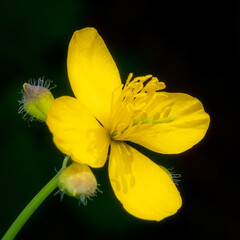 Fototapeta premium Close up of Greater Celandine flower (Chelidonium majus). 