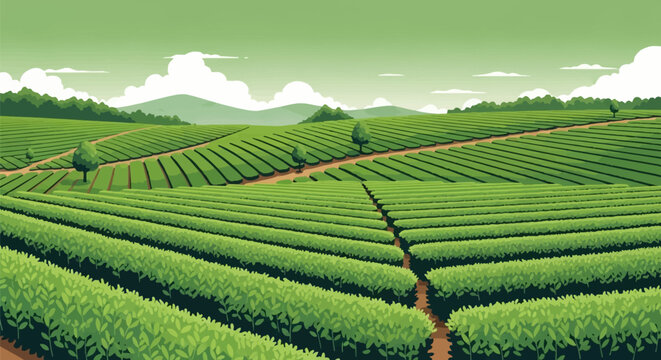 Vector illustration of a vast green tea plantation with neat rows of tea bushes on rolling hills, featuring winding dirt paths, scattered trees, mountains, and a cloudy sky.
