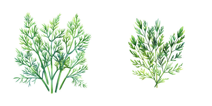 dill watercolor vector illustration