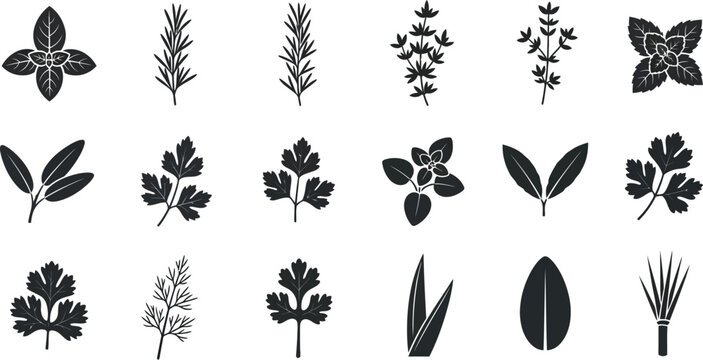 Collection of black silhouette of various herbs and leaves leaf basil rosemary thyme