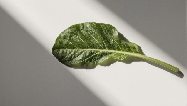 Single Romaine Lettuce Leaf on White Surface with Light Beam.