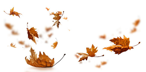 leaf leaves isolated autumn winter season background falling fall platanus tree wid air w