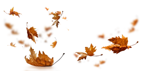 Fotobehang Waterval leaf leaves isolated autumn winter season background falling fall platanus tree wid air w  © sea and sun