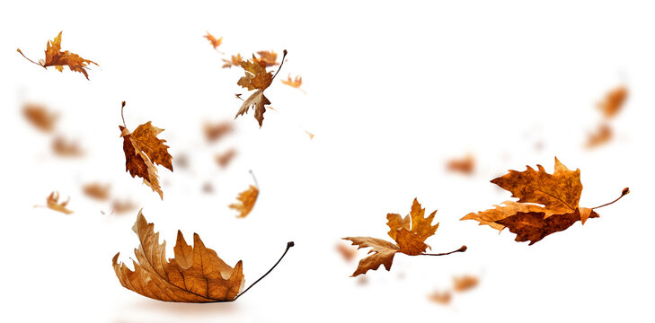 leaf leaves isolated autumn winter season background falling fall platanus tree wid air w