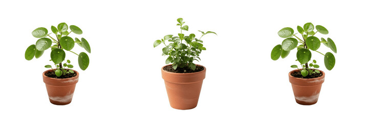 Obraz premium Small Green Potted Houseplant Isolated For Minimalist Home Decor Indoor Garden And Botanical Office Design