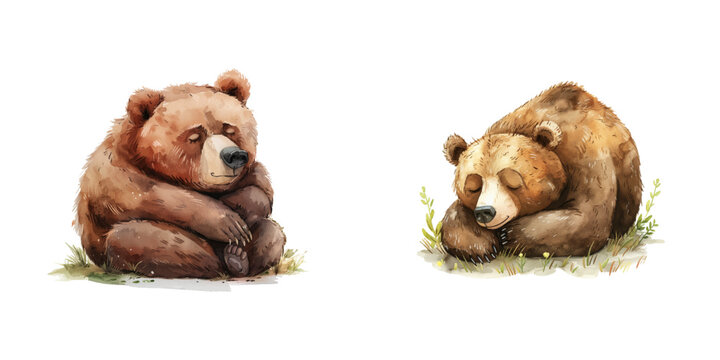 hibernating bear watercolor vector illustration