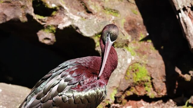 Glossy ibis bird preening feathers in sunlight showing iridescent burgundy and green plumage with long curved beak.