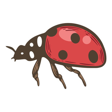 Red ladybug beetle insect, spotted garden bug, cute crawling ladybird illustration, colourful hand drawn isolated clipart, spring nature insect design, adorable woodland bug icon