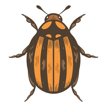 Colourful striped Сolorado beetle insect, top view agricultural crop pest, orange and black garden bug, detailed hand drawn entomology illustration, isolated
