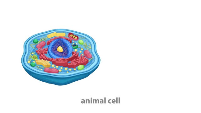 Educational 3d animation of animal cell structure zooming into nucleus chromosome and dna strand on white background.