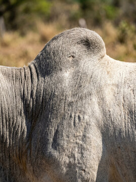 Detalhes de gado Nelore com chifres, olhos e textura da pele em close-up