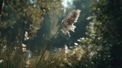 Fototapeta premium Close up of a tall reed head with fluffy seeds swaying gently in a sunlit grassy field with blurred forest background