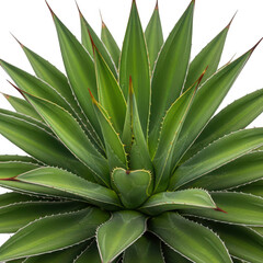 Fototapeta premium Large agave plant with sharp pointed green leaves isolated on transparent background for botanical garden design concept.
