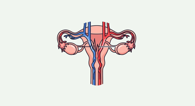 Female reproductive system anatomy diagram: uterus, ovaries, fallopian tubes, blood vessels