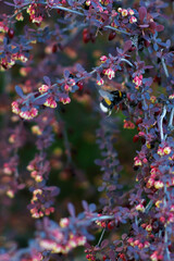 Obraz premium Bumblebee Foraging on Flowering Purple Japanese Barberry Shrub (Berberis thunbergii) in Spring, Thuringia, Germany