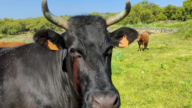 Vaca merina gallega en pradera verde con vacas limousin