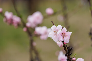 Fototapeta premium 古河公方公園に咲く花桃（茨城県古河市）