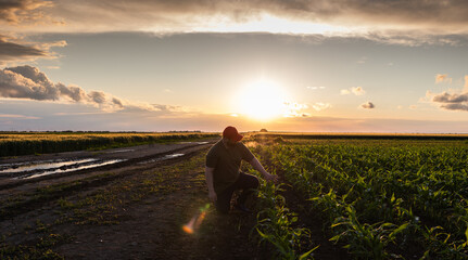 Fototapeta na wymiar Farmer examining young corn plant in cultivated field.