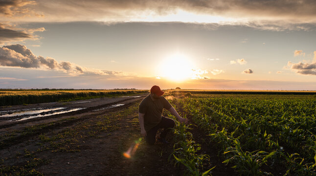 Farmer examining young corn plant in cultivated field.