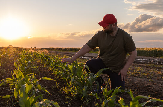 Farmer examining young corn plant in cultivated field.