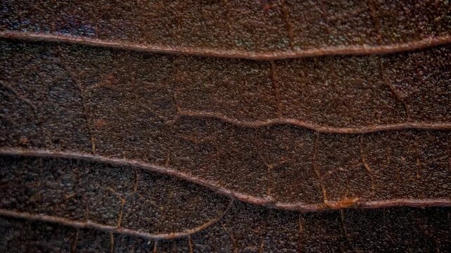 Dried Brown Leaf Texture Close Up Organic Background Pattern Seamless Loop 4K
