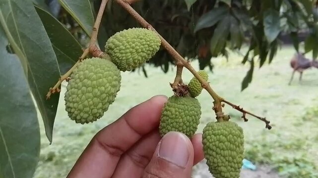 Close-up of young green lychee fruits growing on a branch in a tropical orchard