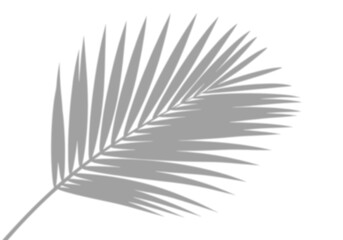 Fototapeta premium Single realistic palm leaf drop shadow, isolated on transparent background for minimalist product styling.