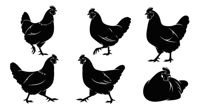 Set of Black Chicken Silhouettes in Various Poses