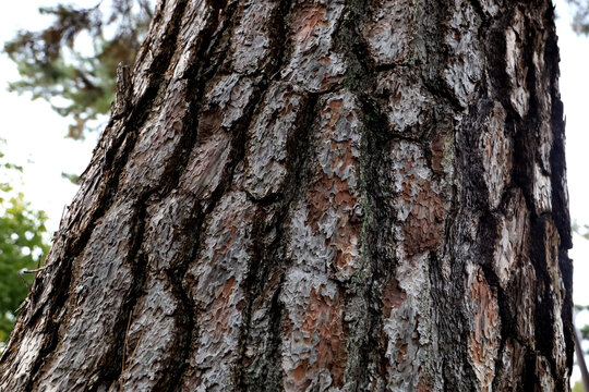 Close-up texture of rough pine tree bark with natural brown patterns.