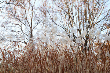Obraz premium Soft white silver grass flowers blooming in a Korean park during winter.
