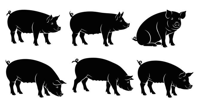 Set of Black Pig Silhouettes in Various Poses