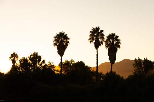 silhouette of palm trees at sunset, Stanford, South Africa