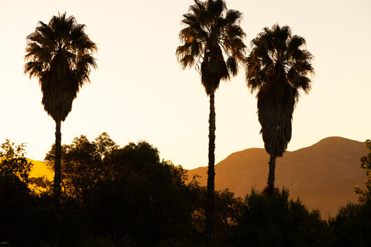 silhouette of palm trees at sunset, Stanford, South Africa