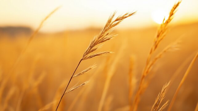 Dry rye grass swaying in a field under a warm, golden sunset, creating a sense of natural beauty and environmental change