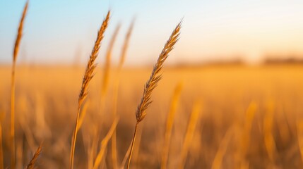Fototapeta premium Close-up of dry grass stalks against a blurred golden field and sunset sky, portraying a concept of drought and climate change