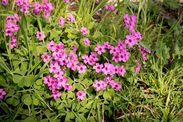 Pink Erodium ciconium flower, also known as Heron's bill, Storksbills or Filarees, on green leaves background © Maxal Tamor