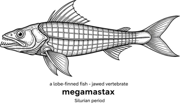 Ancient lobe-finned fish megamastax jawed vertebrate from Silurian period.