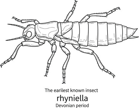 Earliest known insect rhyniella from devonian period prehistoric arthropod illustration.
