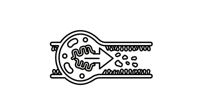 Kidney Glomerulus Filtration: Blood Flow and Waste Removal
