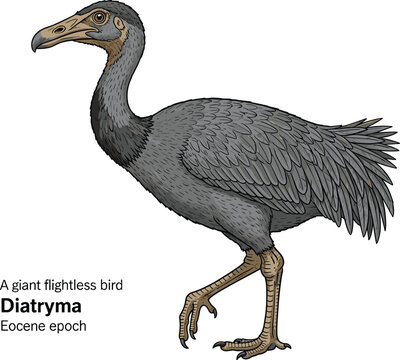 Diatryma extinct flightless bird Eocene epoch illustration.