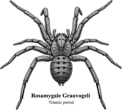 Rosamygale grauvogeli extinct early mammal Triassic period illustration.