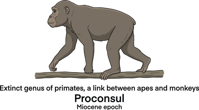 Proconsul extinct primate genus miocene epoch link between apes and monkeys illustration.