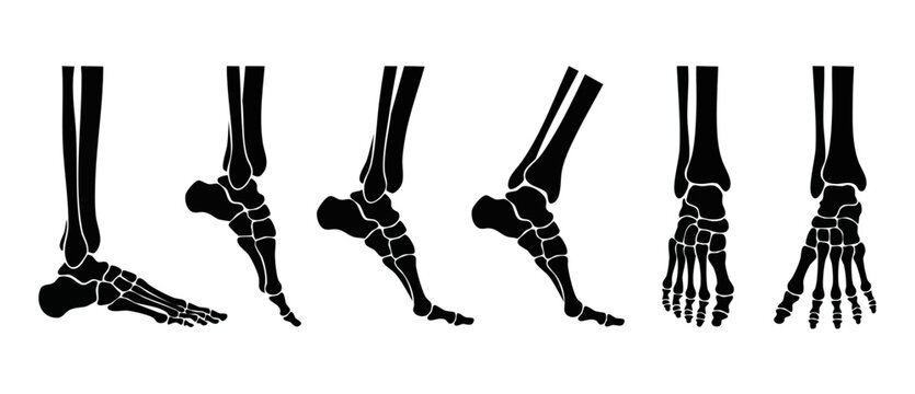 Human foot bone anatomy set, skeleton foot joints and tarsal bones in various positions and angles, medical vector illustration isolated on white background for orthopedics and podiatry educational st