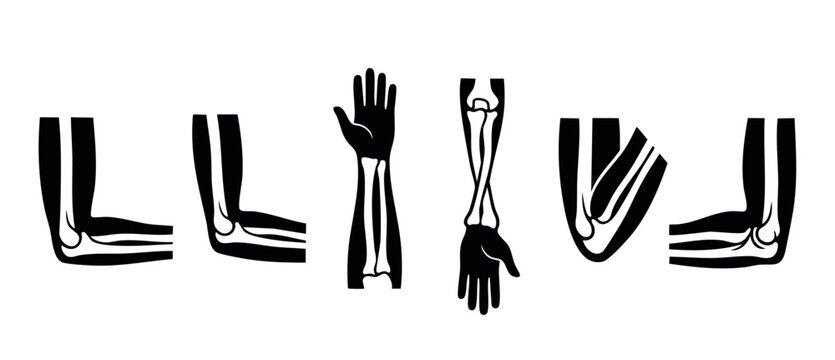 Human Arm Skeleton Anatomy Icons Set, Elbow and Forearm Bone Vector Illustrations for Medical Education, Orthopedic Surgery Diagnostics, Clinical Training, Biology Diagrams, and Healthcare Infographic